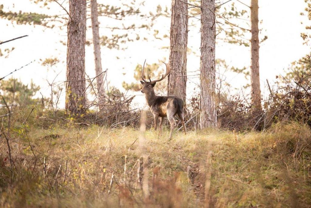 Heerlijk Vrijstaand Huis Aan De Duinen Burgh-Haamstede Kültér fotó